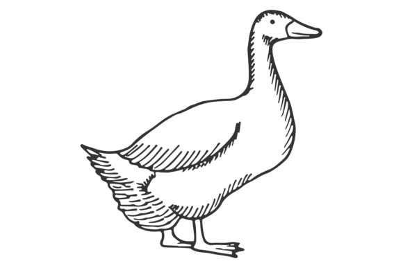 Download Duck Sketch. Domestic Farm Bird with Han - Sketch Collection